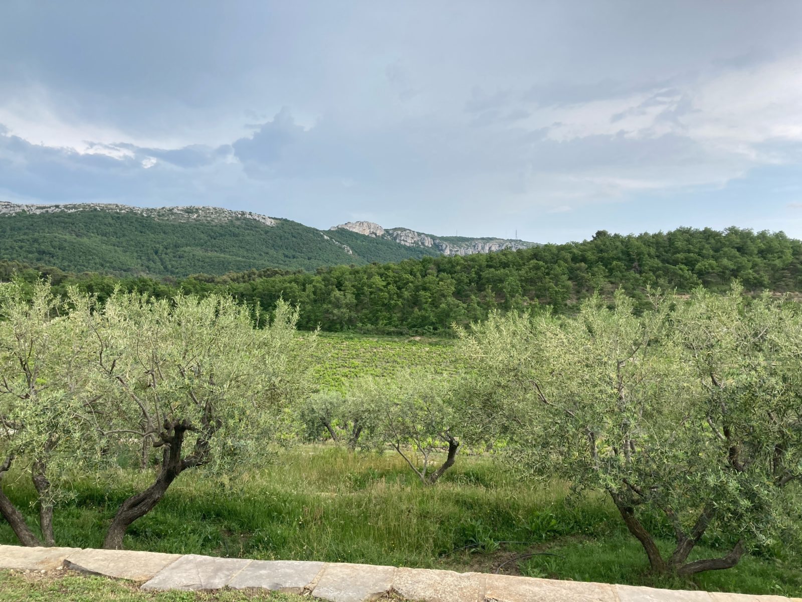 Hills of Provence 